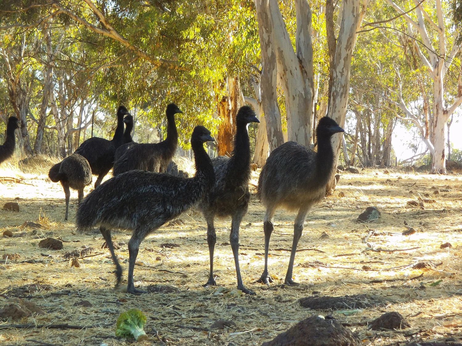 Free Range Emu Farm