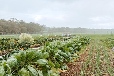 Qwack's Farm