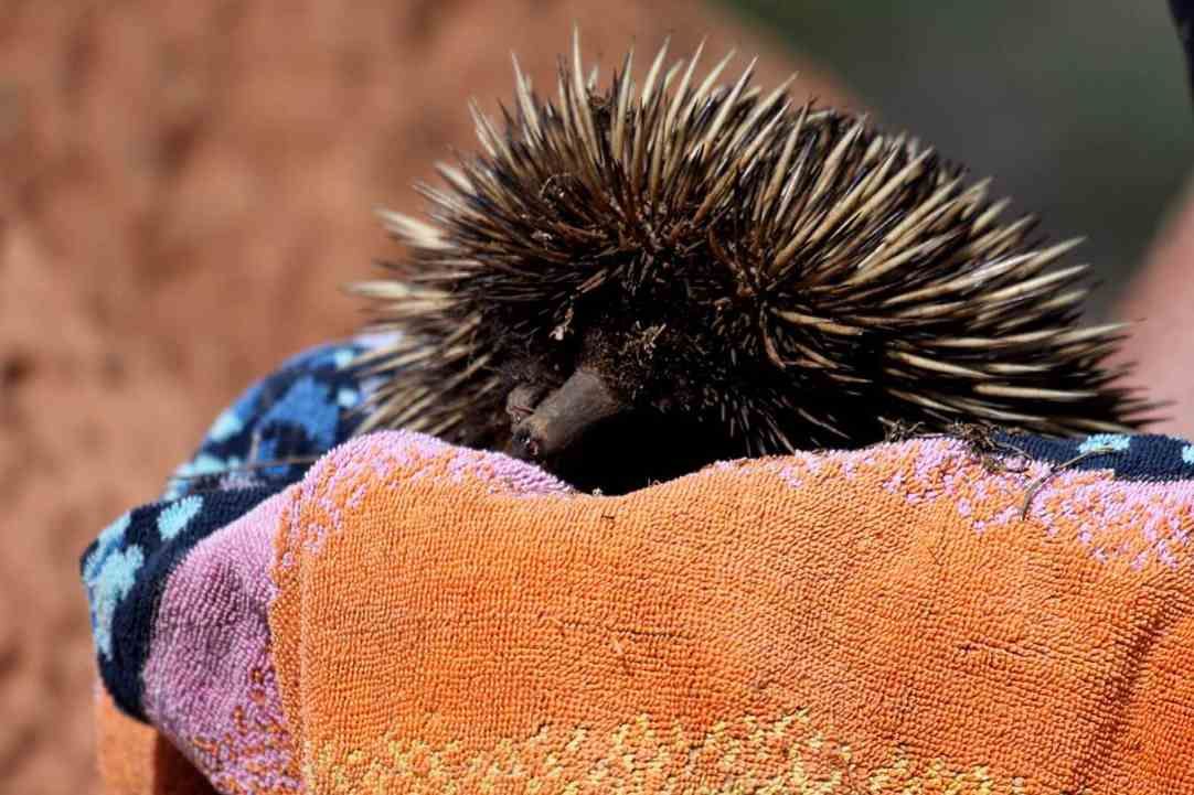 Armadale Reptile & Wildlife Centre