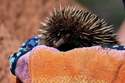 Armadale Reptile & Wildlife Centre