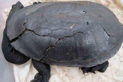 Armadale Reptile & Wildlife Centre