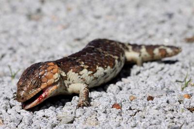 Armadale Reptile & Wildlife Centre