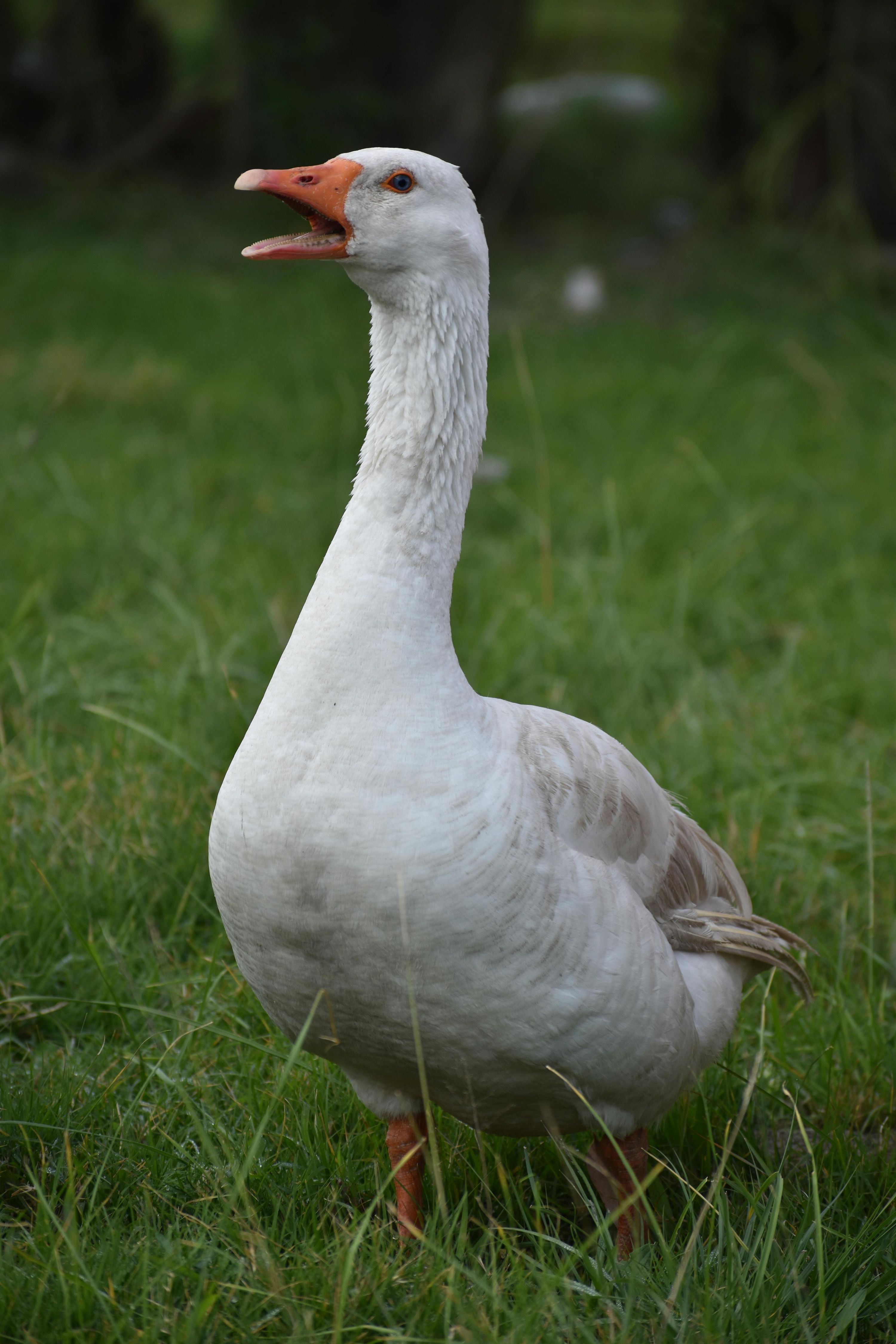 Loose Goose Chalets