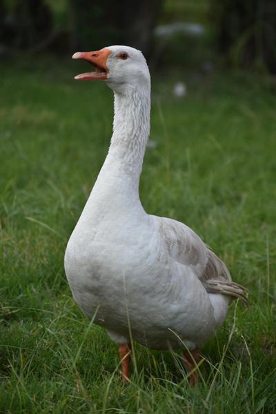Loose Goose Chalets