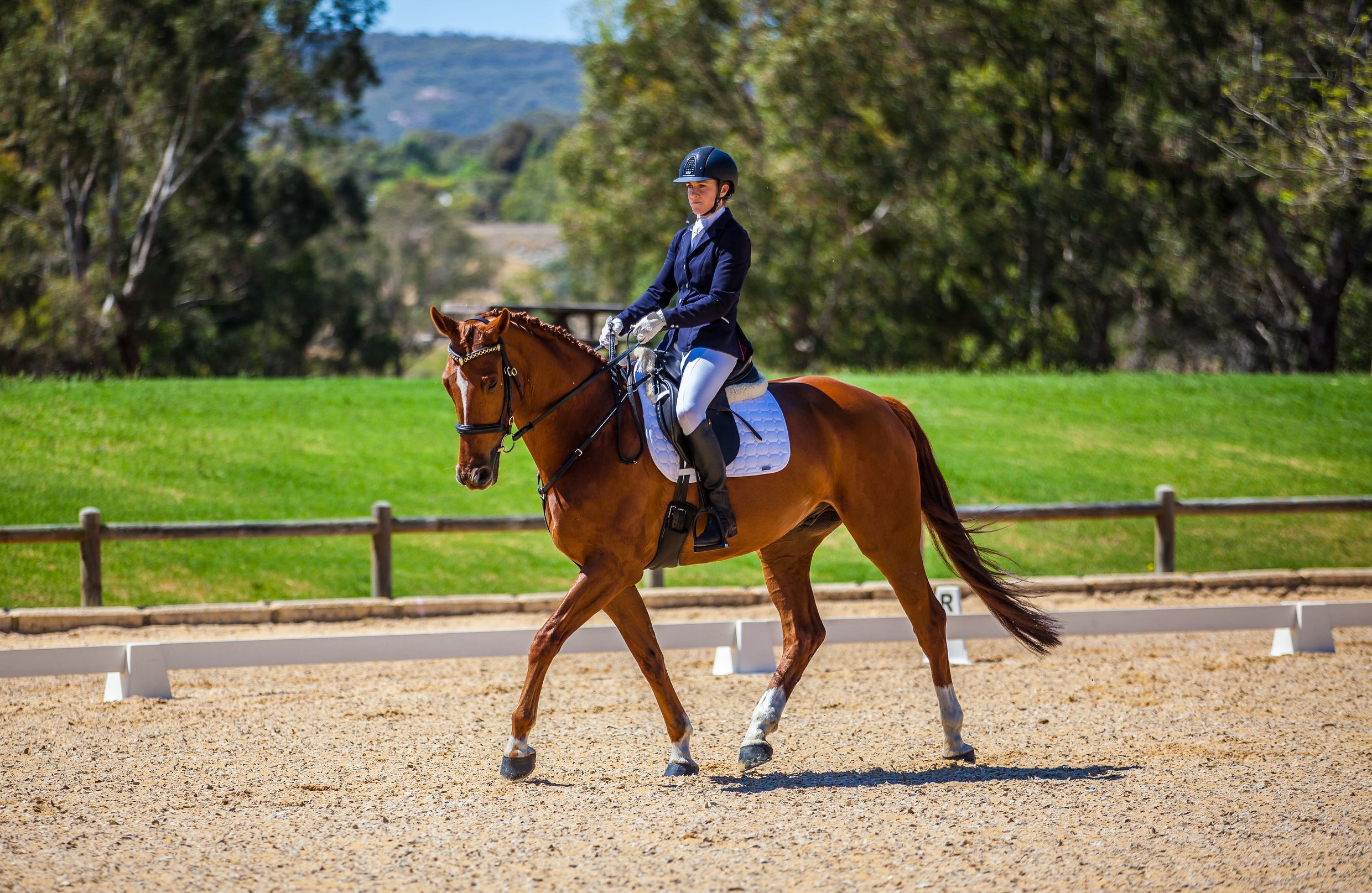 Alchemy Equestrian