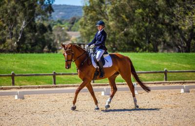Alchemy Equestrian