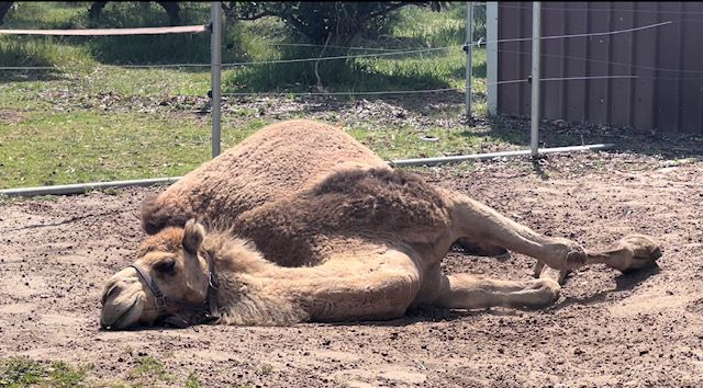 Camel Pose, Zen in Perth, animal experiences in Perth