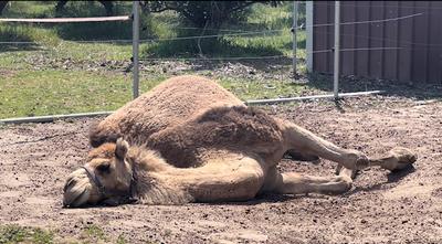 Camel Pose, Zen in Perth, animal experiences in Perth