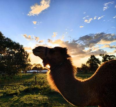 Listing media