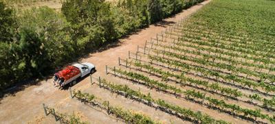 Faber Vineyard