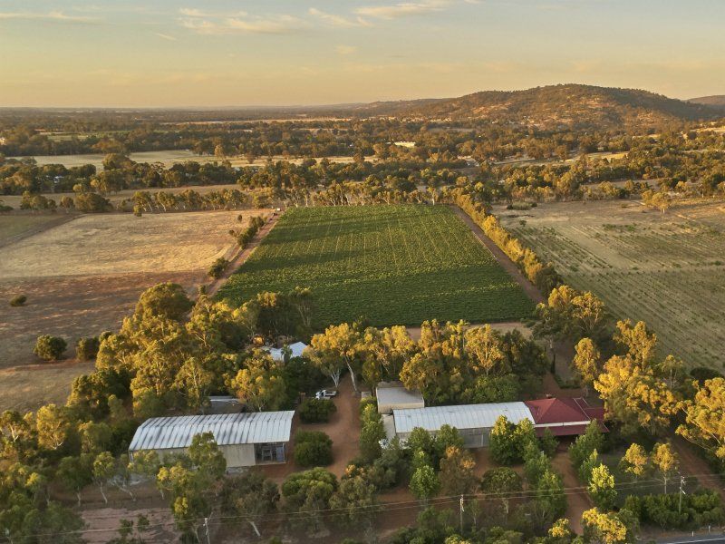 Faber Vineyard
