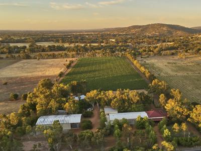 Faber Vineyard