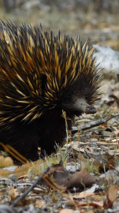 Kanyana Wildlife