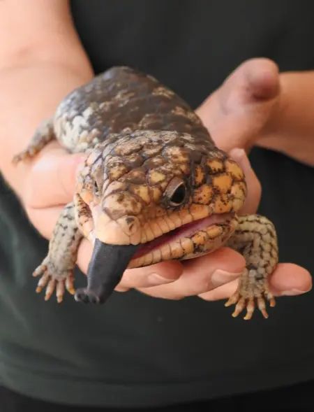 Kanyana Wildlife