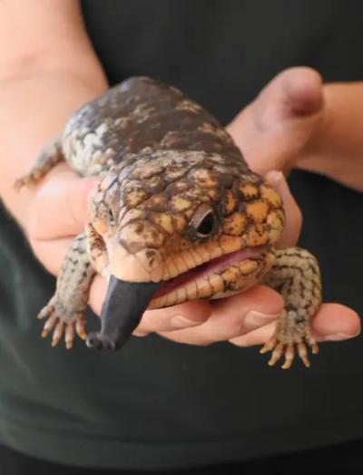 Kanyana Wildlife