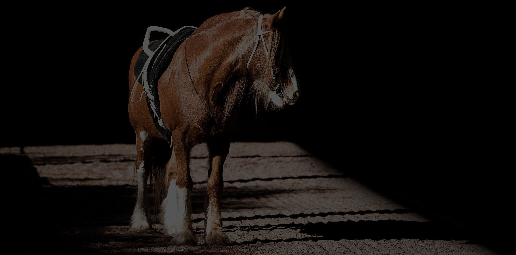 Our Horses Website.jpg