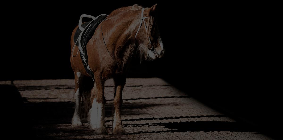 Our Horses Website.jpg