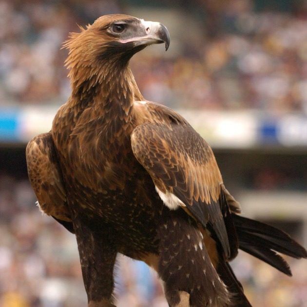 Western Australian Birds of Prey Centre