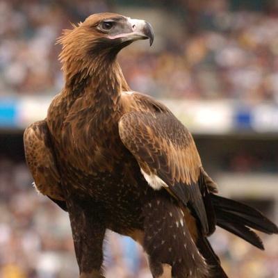Western Australian Birds of Prey Centre