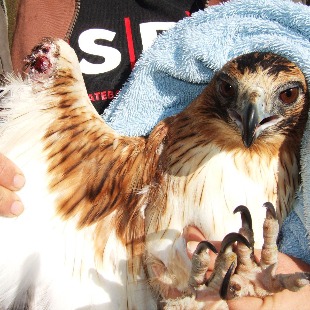 Western Australian Birds of Prey Centre