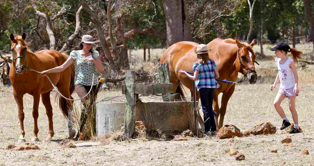 Horse Vision Centre