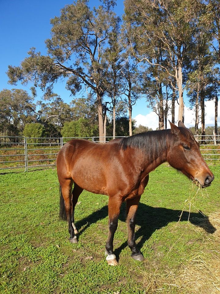 Horse Vision Centre