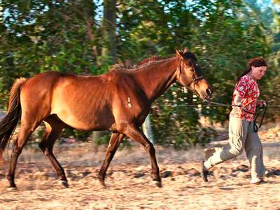 Horse Vision Centre