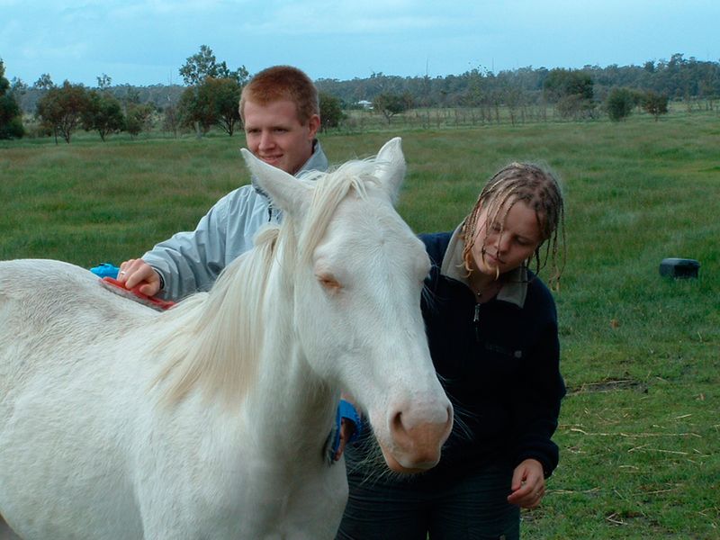Horse Vision Centre