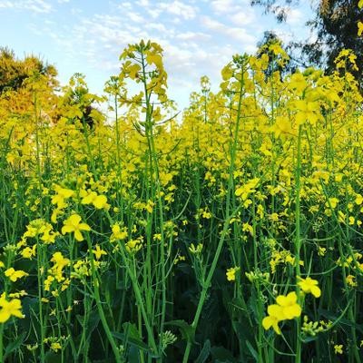 18_Canola.jpg