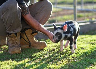 Happy Hooves Farm Sanctuary