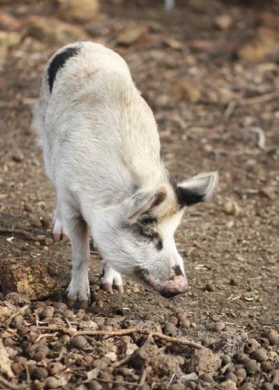 Happy Hooves Farm Sanctuary
