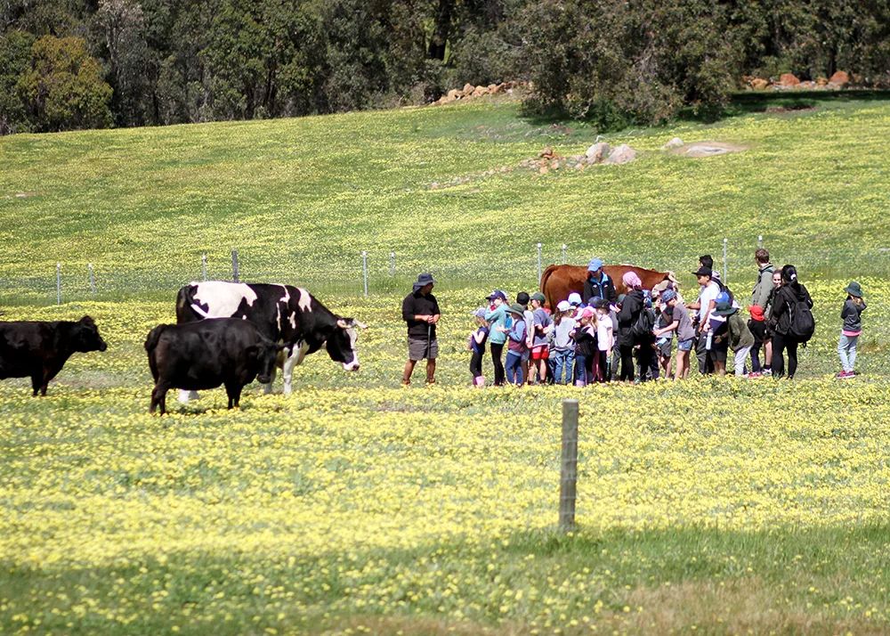 Happy Hooves Farm Sanctuary