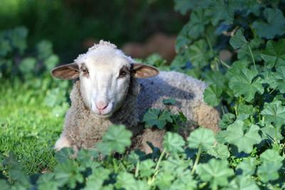 Happy Hooves Farm Sanctuary
