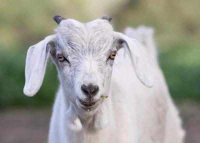 Happy Hooves Farm Sanctuary