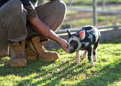 Happy Hooves Farm Sanctuary