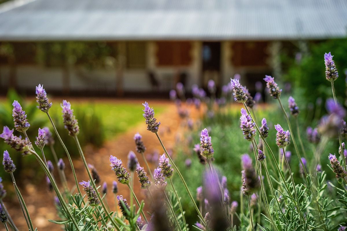 Old-Blythewood-Flower-garden-12.jpg