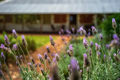 Old-Blythewood-Flower-garden-12.jpg
