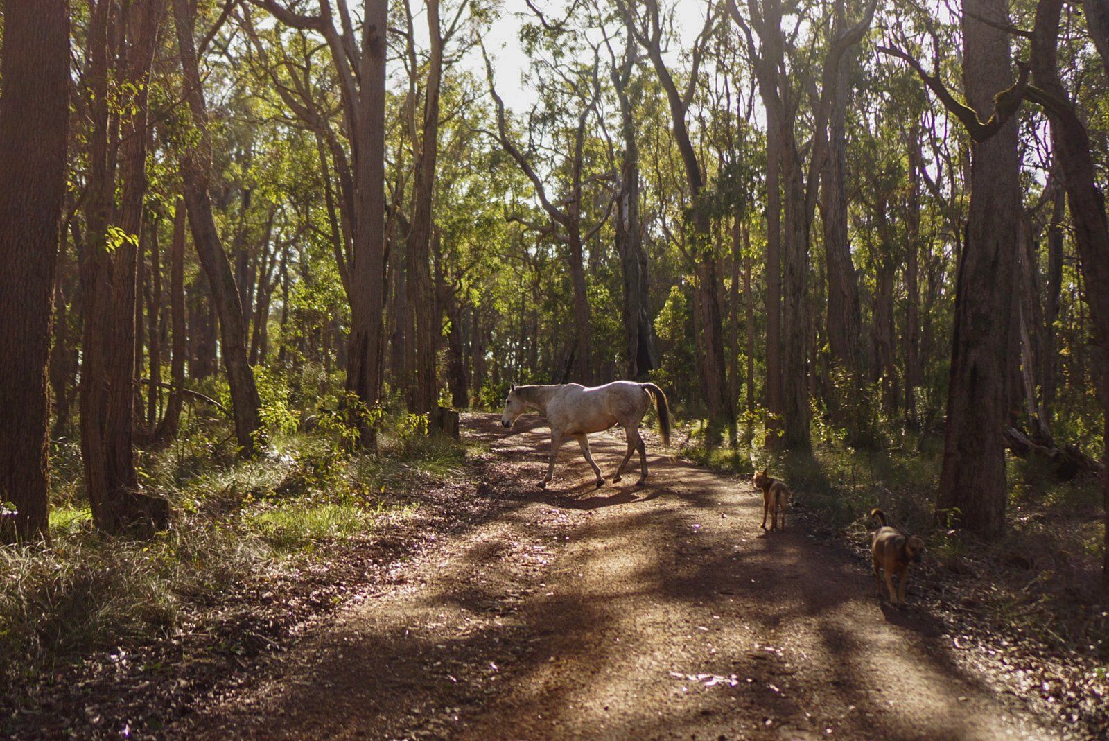 Shambala Nature Retreat