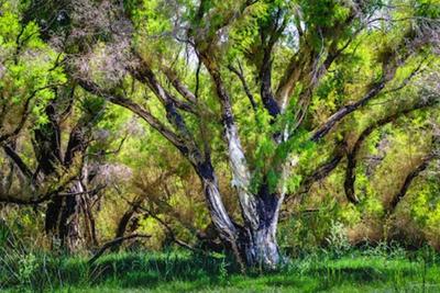 Boshack Outback - Perth Eco Farm Stay