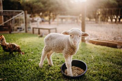 Margaret River Holiday Cottages