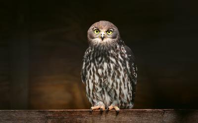 Capes Raptor Centre