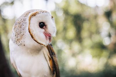 Capes Raptor Centre