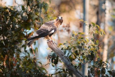Capes Raptor Centre