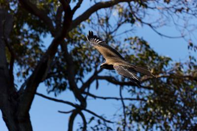 Capes Raptor Centre