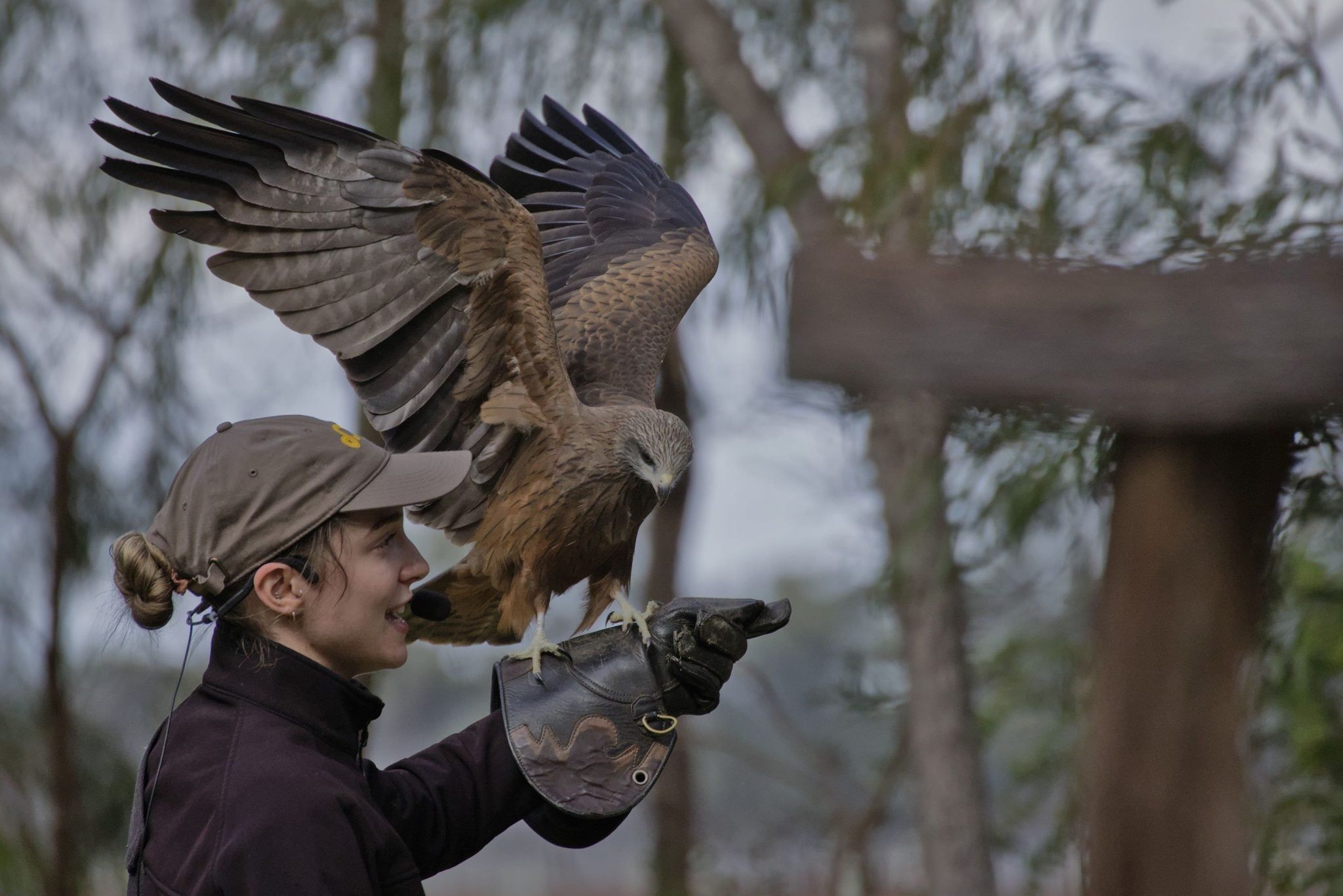 Capes Raptor Centre