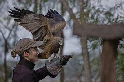 Capes Raptor Centre