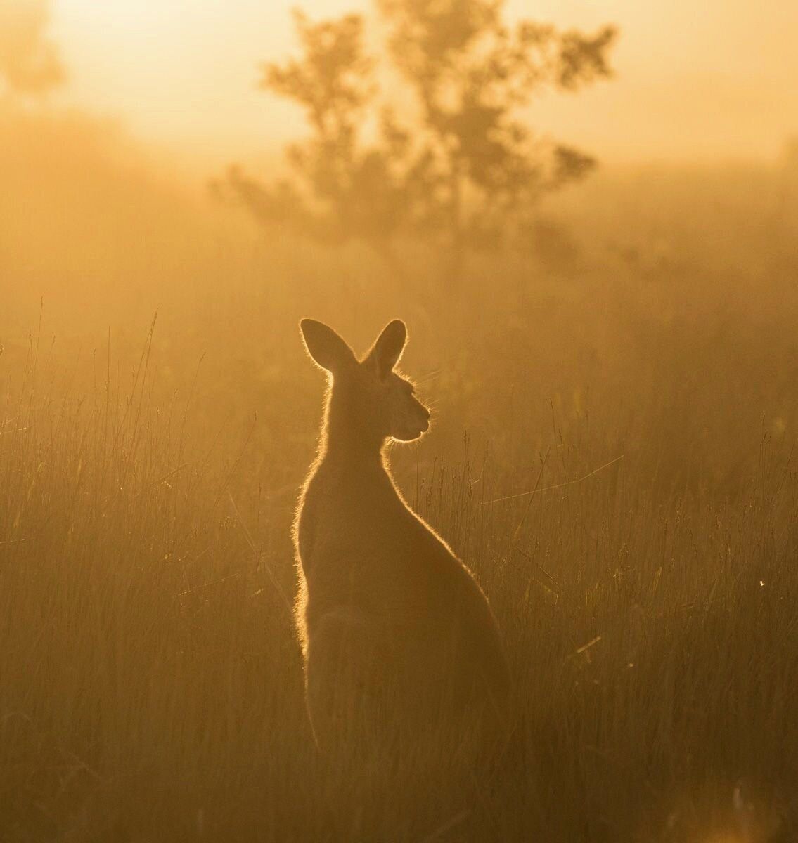 Kangaroo Valley Homestead