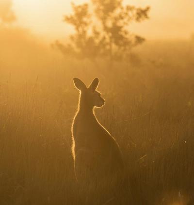 Kangaroo Valley Homestead