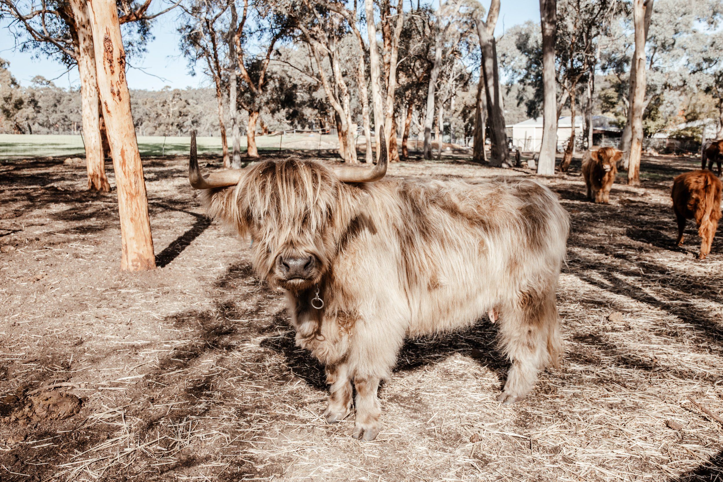 Rhan’z Barn- Highland Cow Tours and Farm Stay