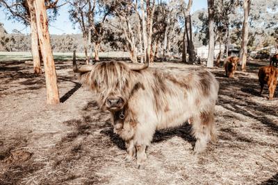 Rhan’z Barn- Highland Cow Tours and Farm Stay